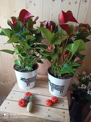 anthurium rouge avec cache pot vache  - Chris'Flor