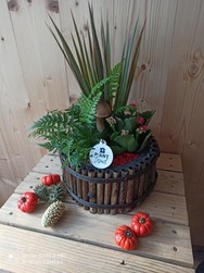 arrangement de 4 plantes intrieur  - Chris'Flor