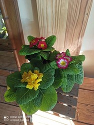 la primevre  petite fleur colore  - Chris'Flor
