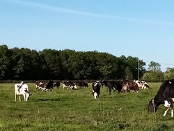 Nos vaches laitires - FERME DE BONNEVAL
