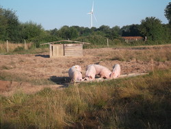 Nos porcs bio - FERME DE BONNEVAL