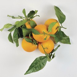 Orange portugaise - TOMATE CERISE