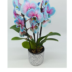 Orchidée bleue 2 tiges avec cache pot - PRES'TIGES FLEURS