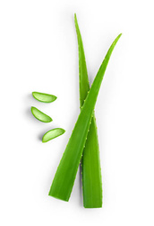 Aloe Vera - Espagne - O BIO