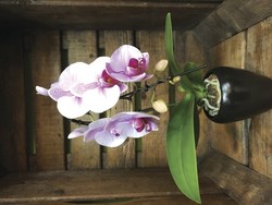 Phalaenopsis Rose - UNE FLEUR EST NEE