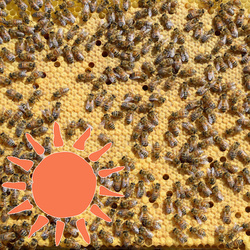 Eté 25 - Acompte Essaim d'Abeilles Frère Adam Buckfast - RCP Abeilles - Elevage Essaims Reines Sucy en Brie Val de Marne 94