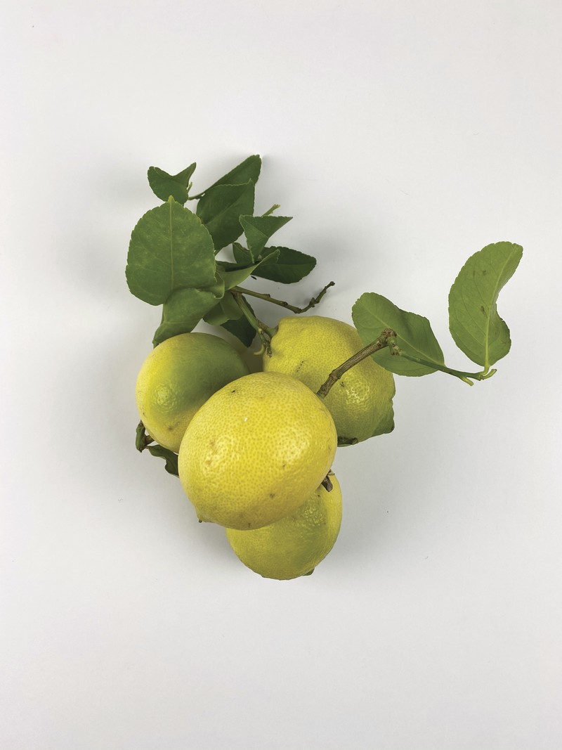 Citron jaune - Agrumes - TOMATE CERISE - Voir en grand