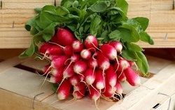 Radis Rouge - France - O BIO